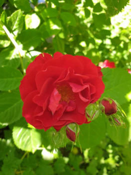 Декоративные садовые растения. - 20220629_125437.jpg