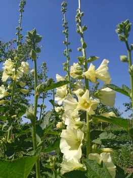 Цветник без хлопот. - IMG_20220709_112522.jpg