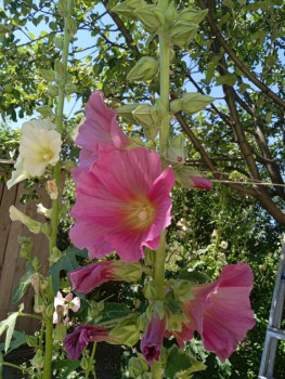 Цветник без хлопот. - IMG_20220709_112621.jpg