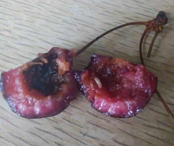 Как выбирать продукты - IMG_20220712_160247_061.JPG