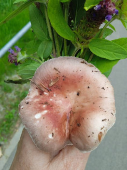 Чем сегодня занимались - IMG_20220714_181424_1.jpg