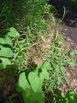 Краеглазка эгерия пуглива,но уговорили на пару фото)