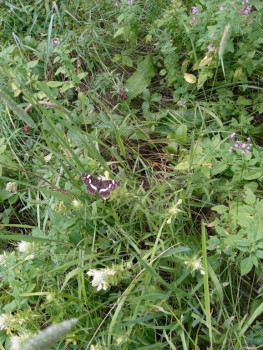 Пестрокрыльниц очень много после дождя,однако те,что яркие, очень юркие,только темненькая попала в кадр)