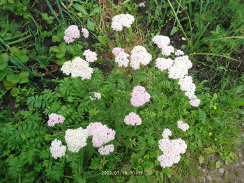 Цветник без хлопот. - IMG_20220715_103905.jpg