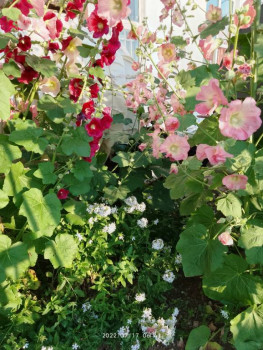 Цветник без хлопот. - IMG_20220717_064130_HDR.jpg