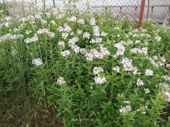 Цветник без хлопот. - IMG_20220717_063911.jpg