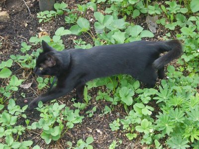 Кого из животных вы содержите? Фото приветствуется. - S8308313.JPG