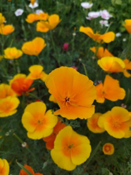 Цветник без хлопот. - kUxYssxnztk.jpg