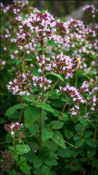 Чем сегодня занимались - 1649642304_17-vsegda-pomnim-com-p-oregano-tsvetok-foto-18.jpg