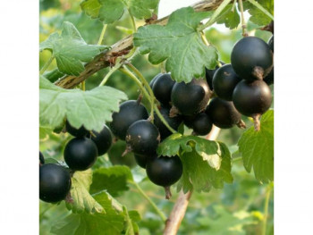 Чем сегодня занимались - joshta-plod.jpg