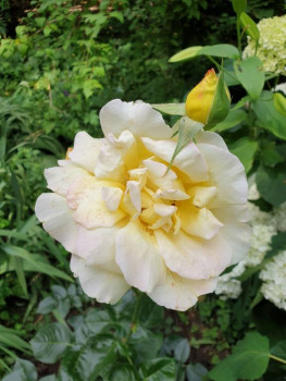 Декоративные садовые растения. - 20220730_104125.jpg