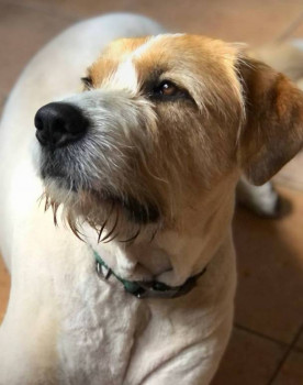 Кого из животных вы содержите? Фото приветствуется. - msg265302003-60895.jpg