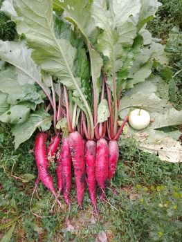 Садово-огородные дела. - IMG_20220813_203023.jpg