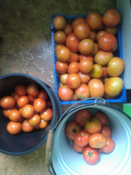 Садово-огородные дела. - IMG_20220814_174438.jpg