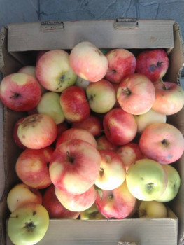 Заготовки на зиму - IMG_20220818_110054.jpg