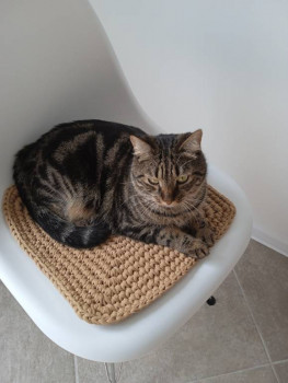 Клуб фелинологов-любителей  - IMG_20220821_121851_1.jpg