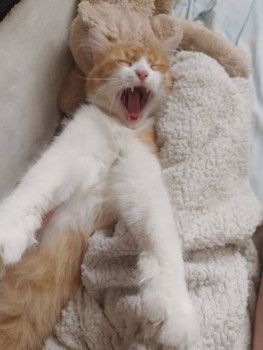 Кого из животных вы содержите? Фото приветствуется. - aa06eb11-b260-4c28-b083-540ad5c6ddab.jpg