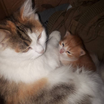 Кого из животных вы содержите? Фото приветствуется. - 2020-10-03 08-32-07.JPG