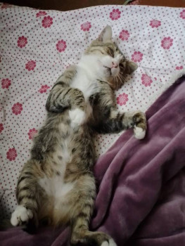 Кого из животных вы содержите? Фото приветствуется. - 518abd6d-3f77-474f-b86e-04b29f5d6f47.jpg