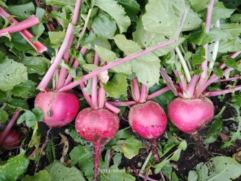 Прямо с грядки Наш урожай  - IMG_20220905_193711.jpg