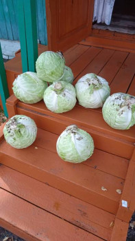 Прямо с грядки Наш урожай  - IMG-20220912-WA0002.jpg