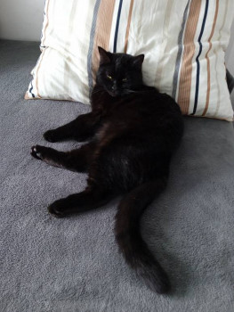 Кого из животных вы содержите? Фото приветствуется. - IMG_20220916_120147.jpg