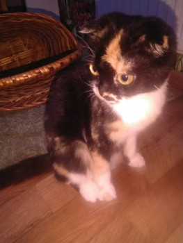 Клуб фелинологов-любителей  - IMG_20221007_063703.jpg