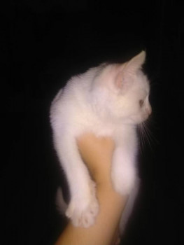 Клуб фелинологов-любителей  - IMG_20221007_063759.jpg