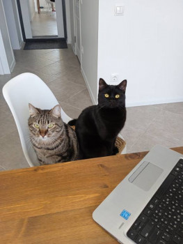 Клуб фелинологов-любителей  - IMG_20221015_113146.jpg