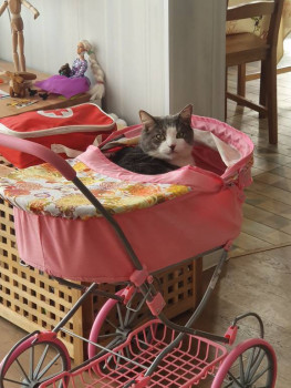 Клуб фелинологов-любителей  - 20221015_121433.jpg