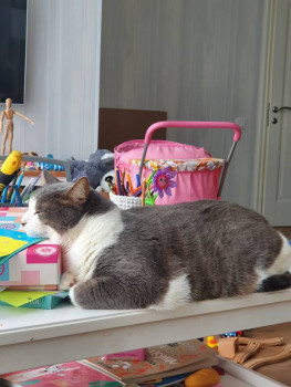 Клуб фелинологов-любителей  - 20221021_093229.jpg