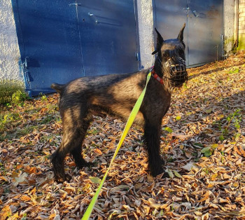 Клуб кинологов-любителей - 20221025_090216.jpg