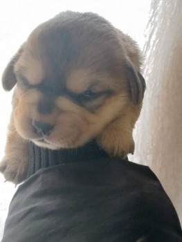 Клуб кинологов-любителей - пес.jpg