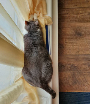 Клуб фелинологов-любителей  - 20221101_103720.jpg