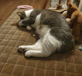 Клуб фелинологов-любителей  - 20221105_232814.jpg