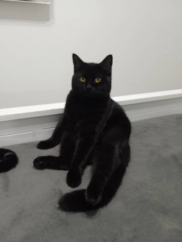 Клуб фелинологов-любителей  - IMG_20221104_232147.jpg