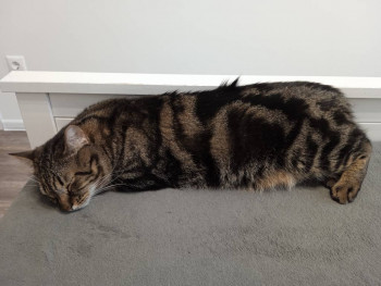 Клуб фелинологов-любителей  - IMG_20221104_145024.jpg