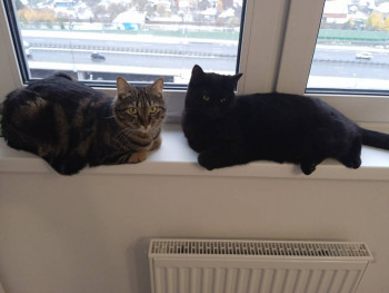 Клуб фелинологов-любителей  - IMG_20221031_094930.jpg