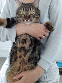 Клуб фелинологов-любителей  - IMG_20221030_130715.jpg