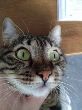 Клуб фелинологов-любителей  - IMG_20221030_130643_1.jpg