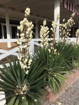 Поговорим о погоде - 039DEAE0-1019-4B77-841E-4967BC07F541.jpeg