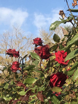 Поговорим о погоде - 22F3B029-19F0-49A2-9900-D8997E85BD76.jpeg