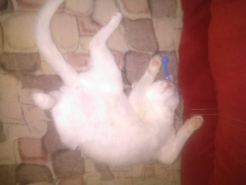 Клуб фелинологов-любителей  - IMG_20221115_202415.jpg