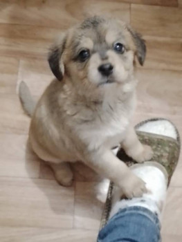 Клуб кинологов-любителей - Булька.jpg