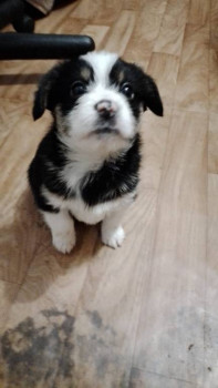 Клуб кинологов-любителей - Пулька.jpg