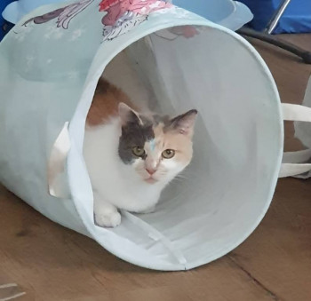 Клуб фелинологов-любителей  - 20221120_140040.jpg