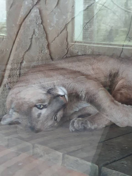 Клуб фелинологов-любителей  - 20221120_121617.jpg