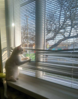 Клуб фелинологов-любителей  - IMG_20221129_094728.jpg