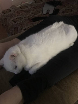 Клуб фелинологов-любителей  - C5CFE2B7-E794-44F4-B1C6-05E71E4AAE88.jpeg