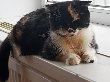 Клуб фелинологов-любителей  - IMG20230103113629.jpg